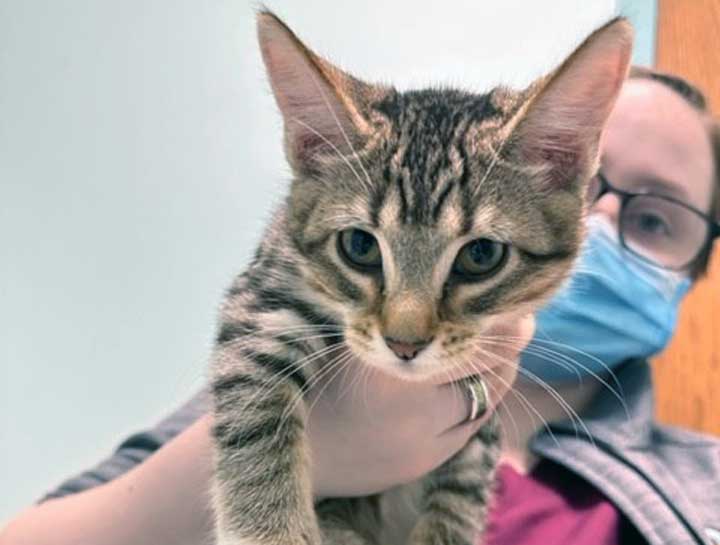 Preventive Care for Cats