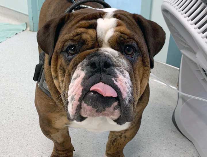 Preventive Care for Dogs