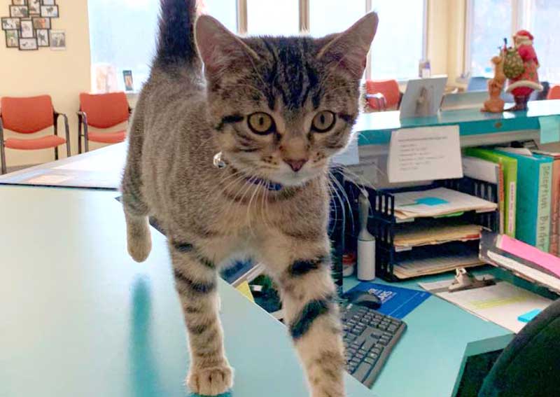 Carousel Slide 5: Cat veterinarians