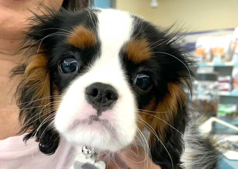 Carousel Slide 3: Dog veterinary care