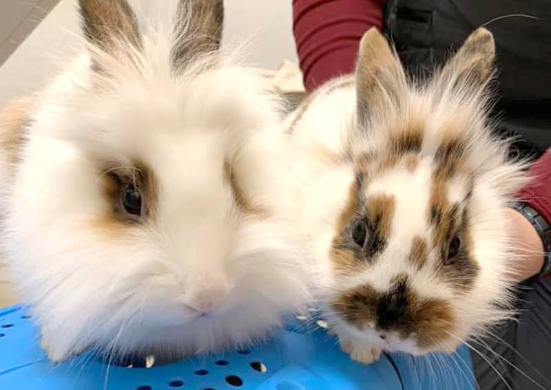 Carousel Slide 6: Rabbit care